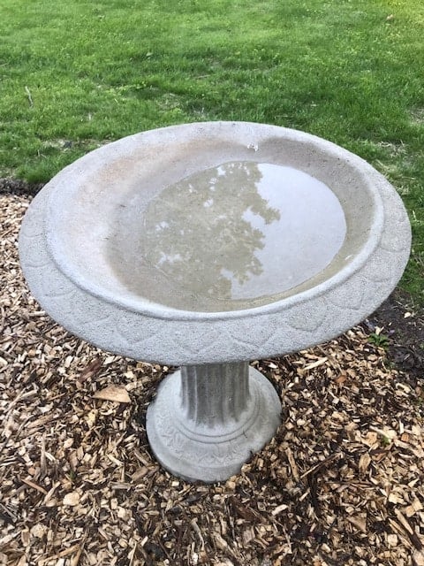 concrete bird bath on a weed free mulched garden bed.