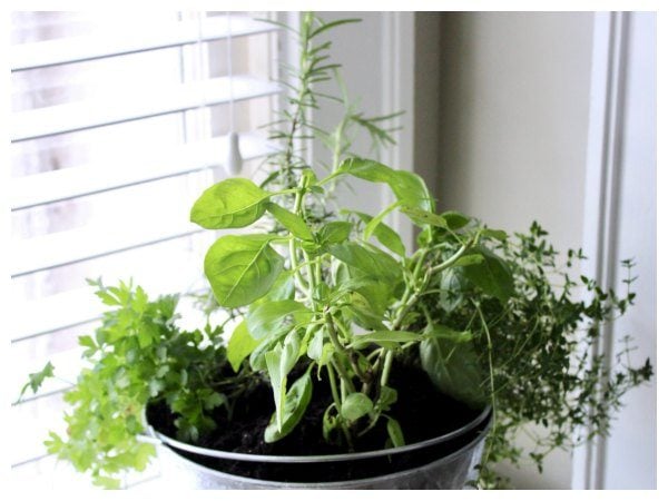 herb garden in pail in front of indoor window