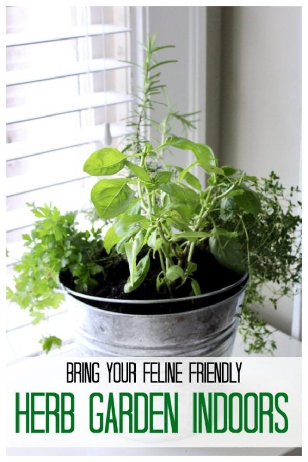 galvanized pail containing cat friendly herbs.