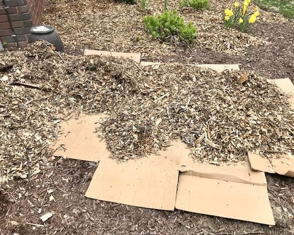 Adding cardboard on top of cardboard that has been put on top of the ground.