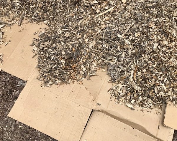 cardboard partially covered by mulch