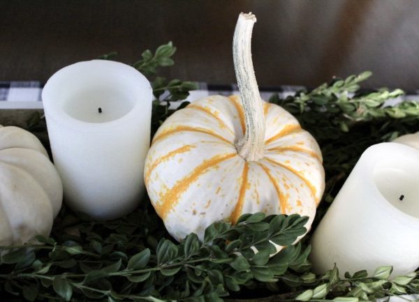 orange and white small pumpkins sitting on green boxwood branches. 