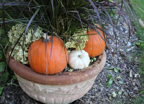 pumpkins surrounding a tall grass in a fall planter.
