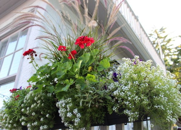 window box with red geraniums, white allysum and purple fountain grass