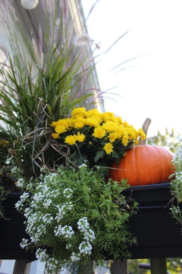 fall window box with pumpkins, mums and the summer allysum 