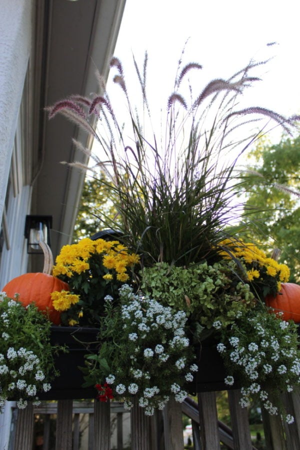 fall planter with purple fountain grass, mums and alyssum plus the tall purple fountain grass