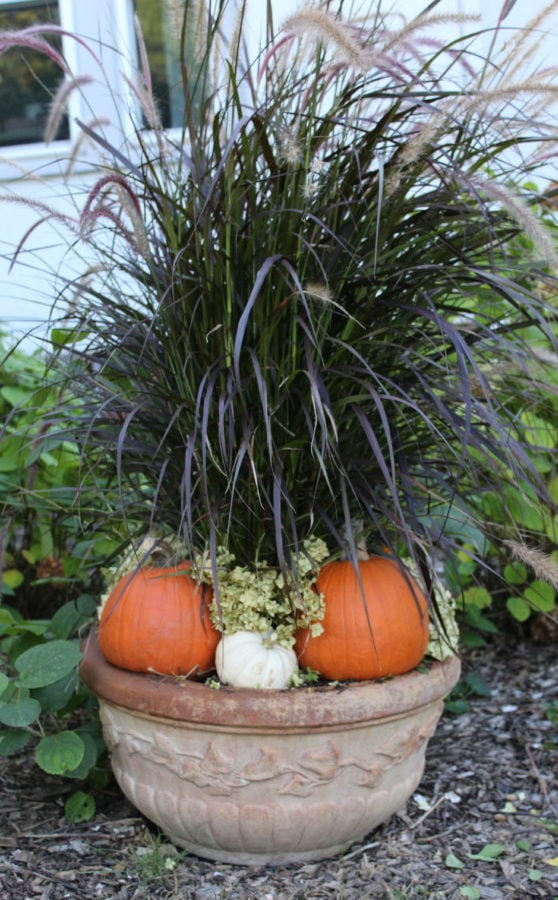 fall planter with tall grasses, small pumpkins and dried hydrangeas.