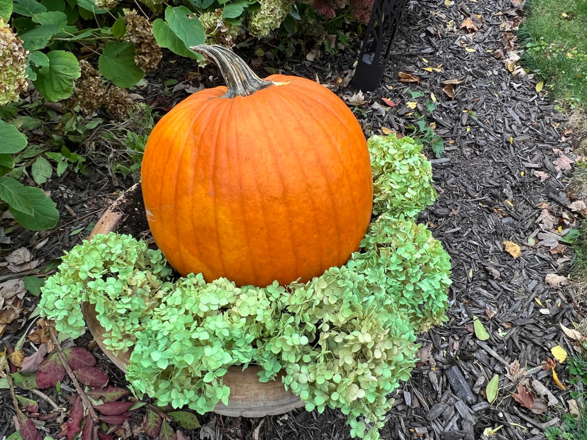 pumpkin and hydrangea fall planter