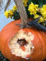 pumpkin with a hole caused by a squirel.