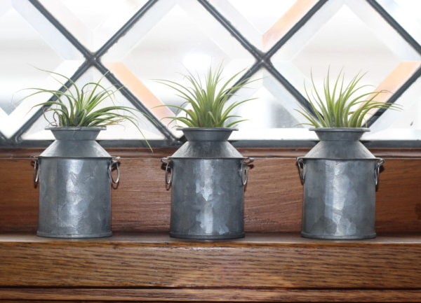 small air plants in little containers