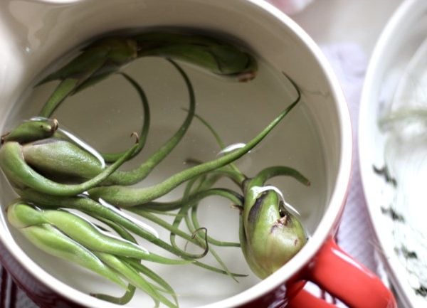 air plants in water