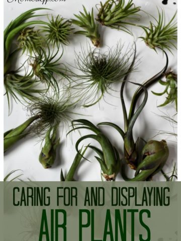 air plants on a tray