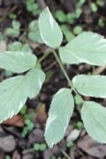 close up of varigated bishops weed