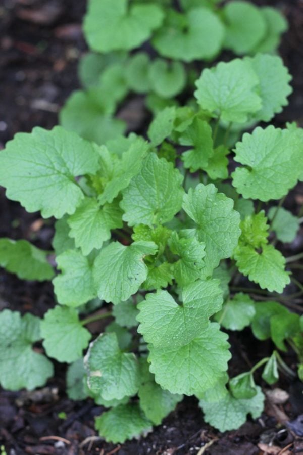 garlic mustard weed