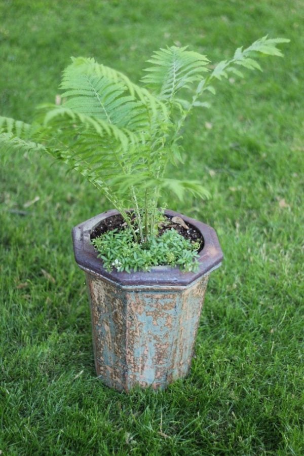 tall fern in a tall planter with patina