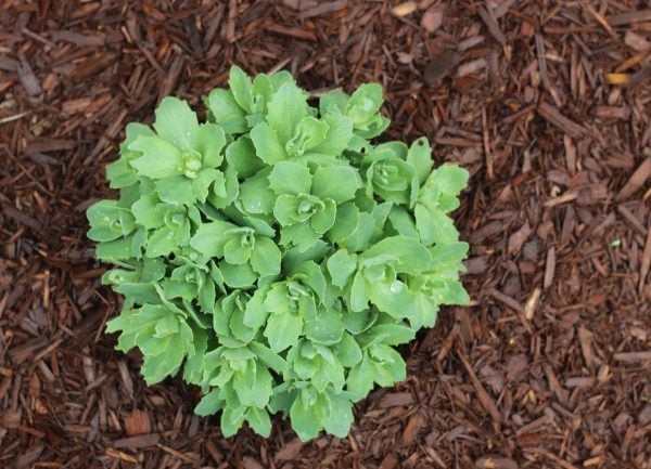 autum joy sedum, early spring growth