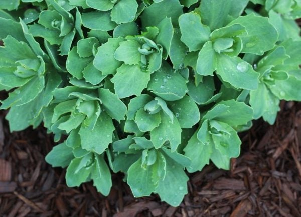 autumn joy sedum with raindrops on the leaves