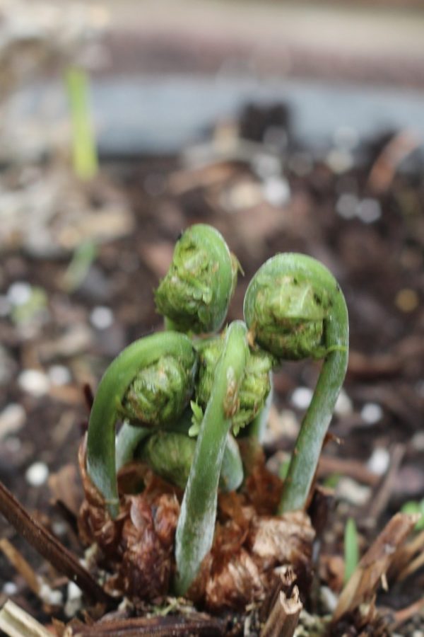 Young fern, leaves are called fiddleheads at this stage