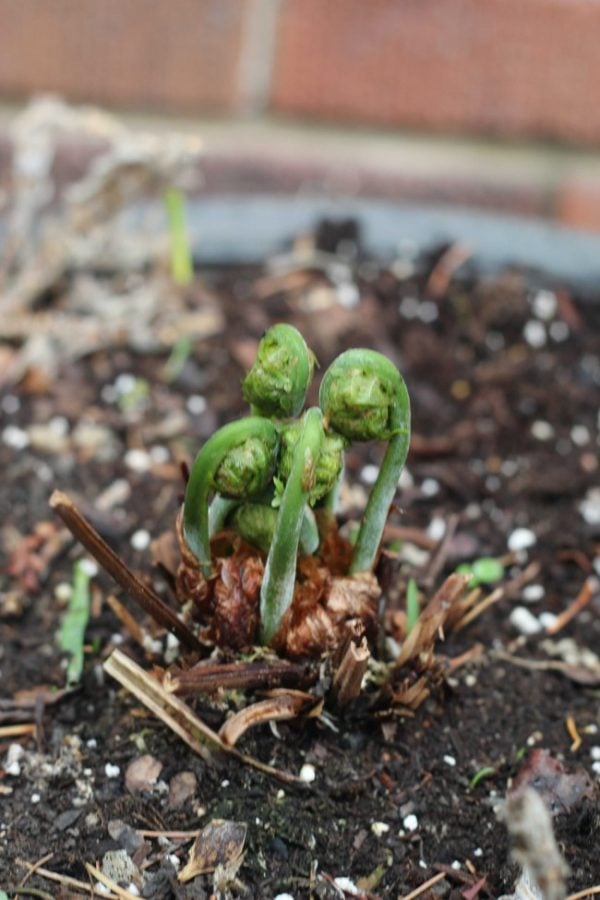 young ferns in the spring known as fiddleheads for thier shape
