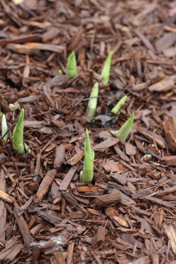 hostas poking out of the ground