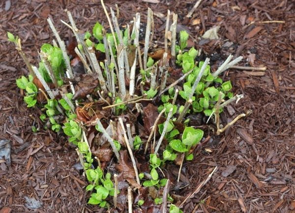 anabelle hydrangea starting to grow in spring.