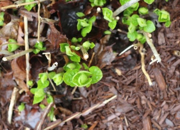 close up of spring growth of hydrangea