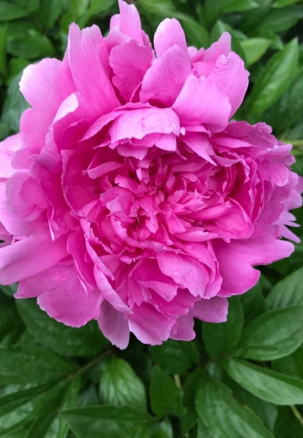 close up of pink peony bloom