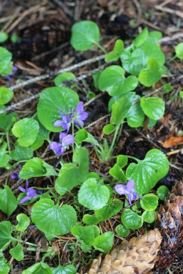 wild violet