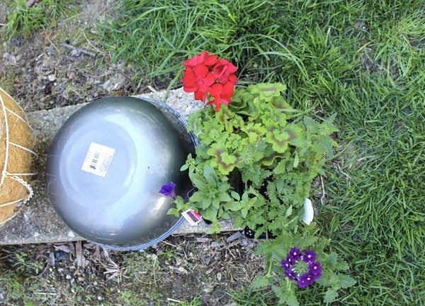 an upside down plastic bowl with a geranium beside it and a hanging basket in the background
