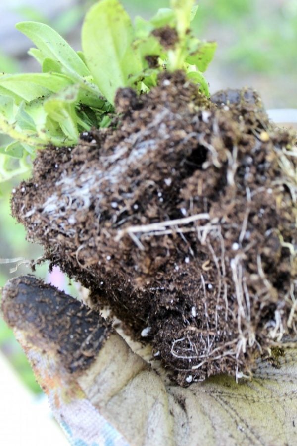 a root ball that was root-bound and has been roughed up