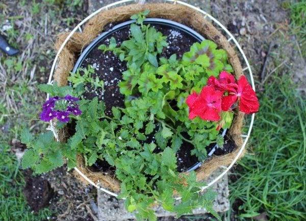 hanging planter with new plants in it including red geranium, white alyssum, purple petunia and purple lantana