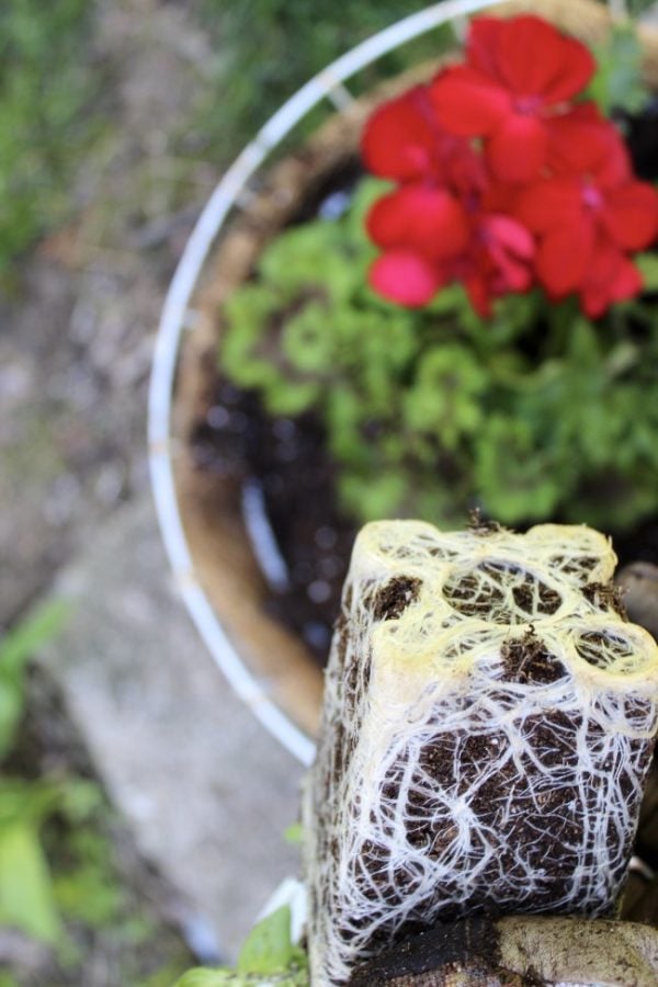 close up of very root-bound plant