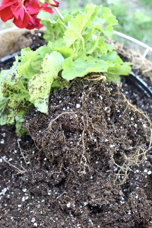 roughed up root of geranium.