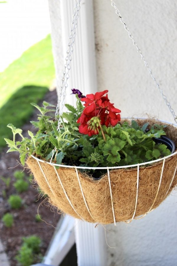 hanging planter with the main plant being a red geranium.