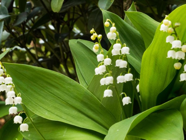lily of the vally in bloom with bell shaped white flowers