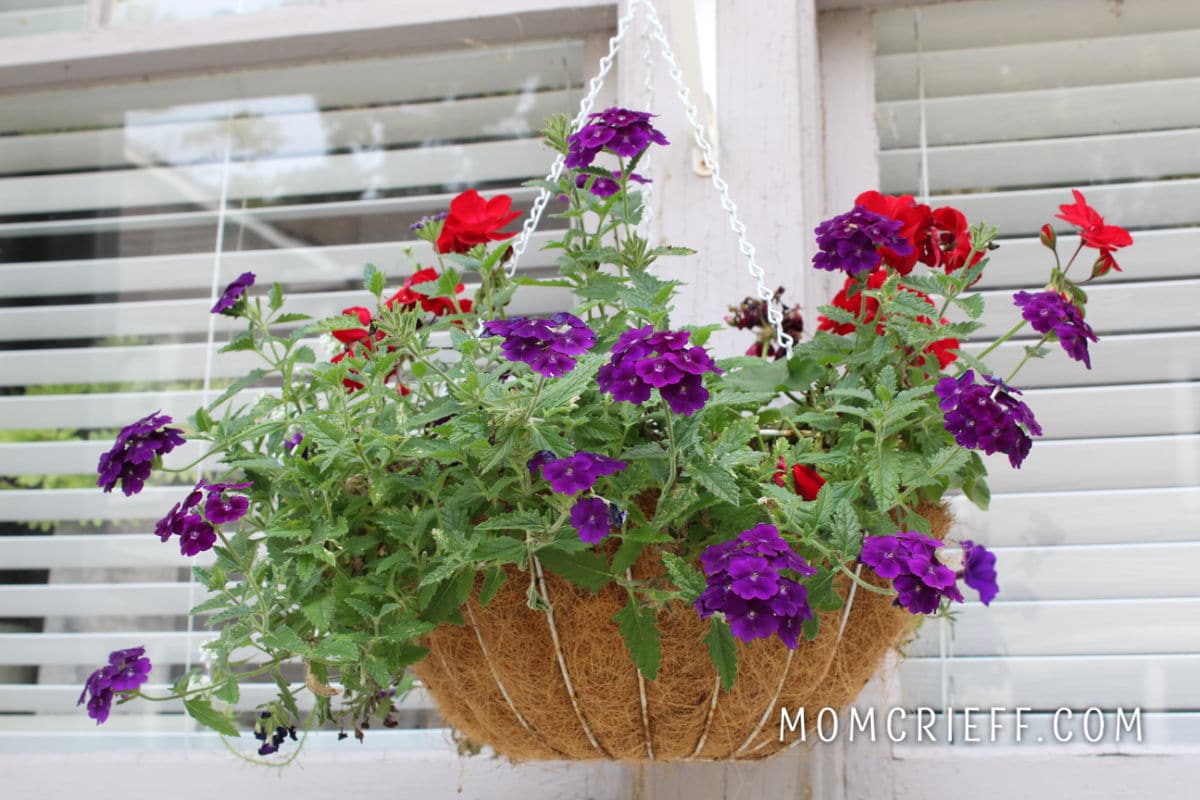 hanging planter with red and purple plants