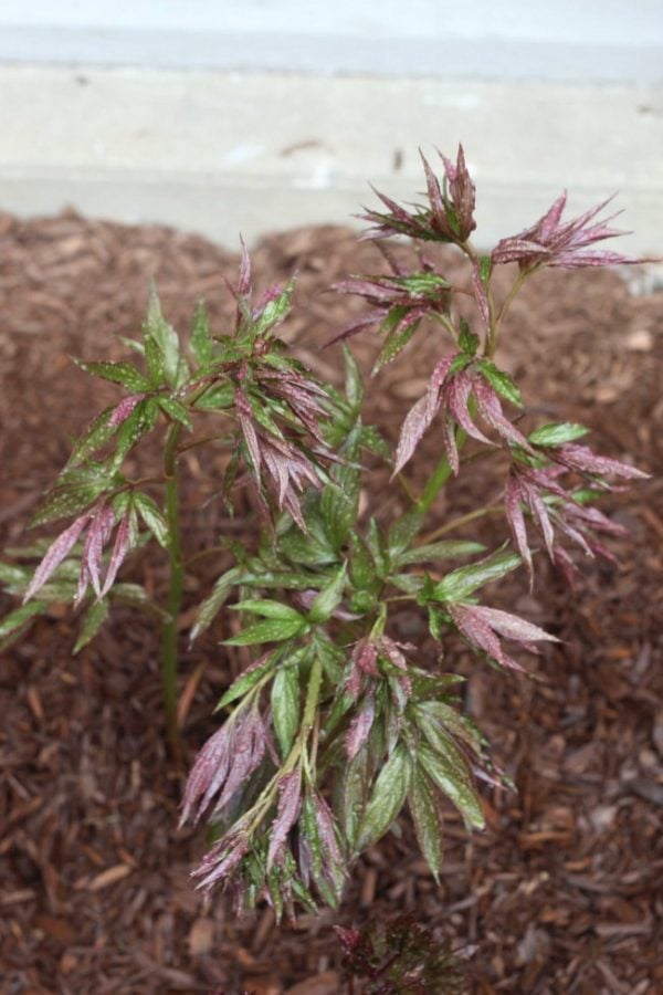 redish colored peony coming up in the dirt