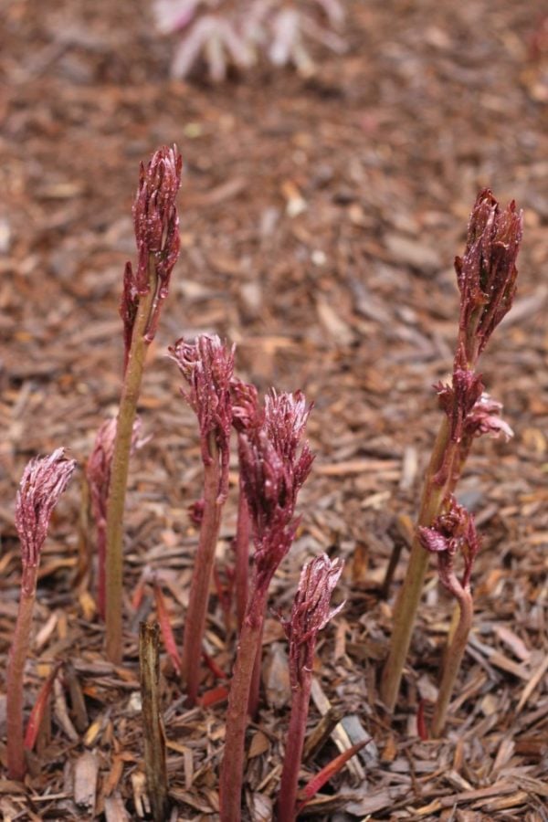 very young peony