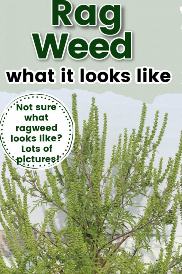 ragweed picture with text overlay that says 
