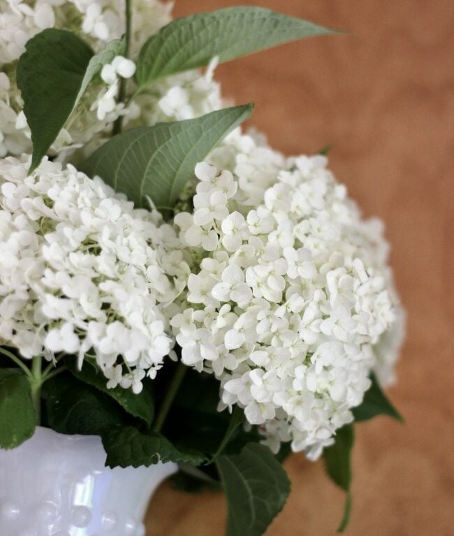 hydrangeas placed neatly in a white vase.