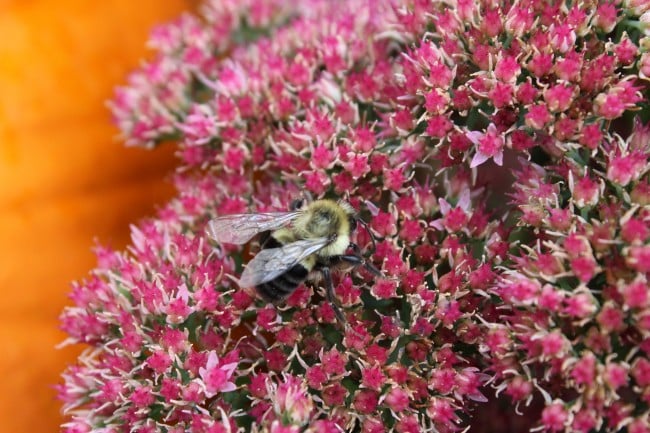 autumn sedum plant in late fall with a bee on it