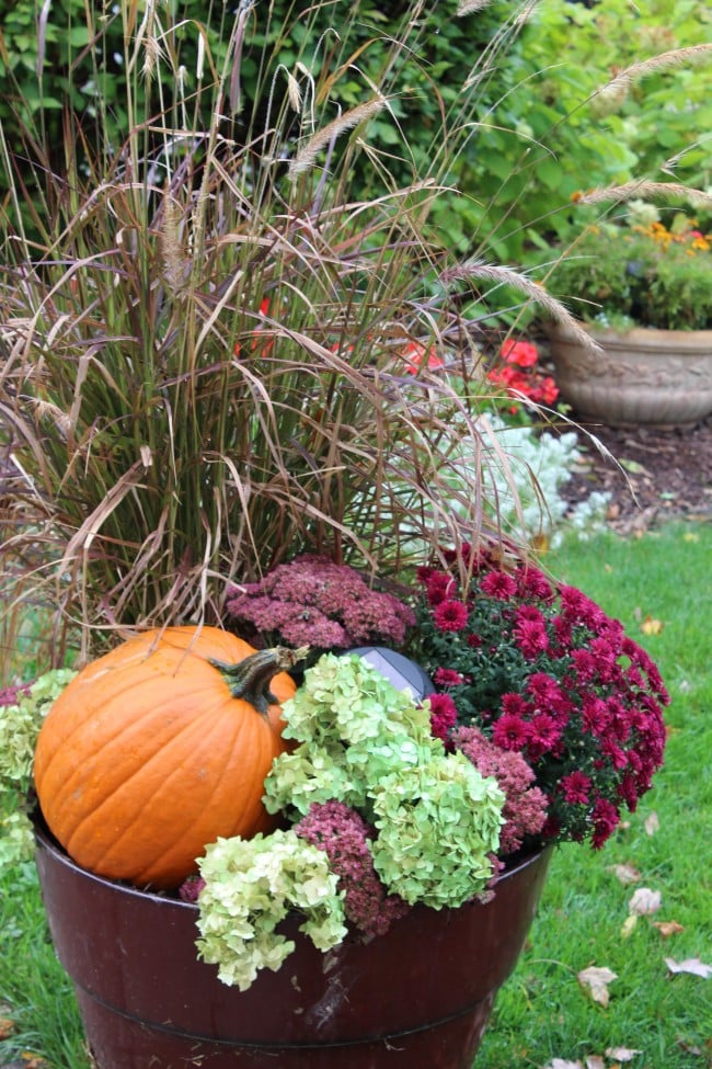 fall planter with tall purple fountain grass, a pumpkin and then hydrangea and autumn sedum flowers filling in the gaps.