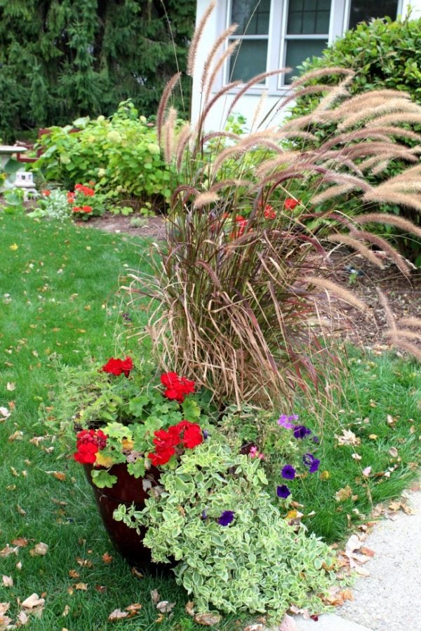 summer planter with tall fountain grass, and red fountain grass