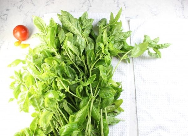 basil stems