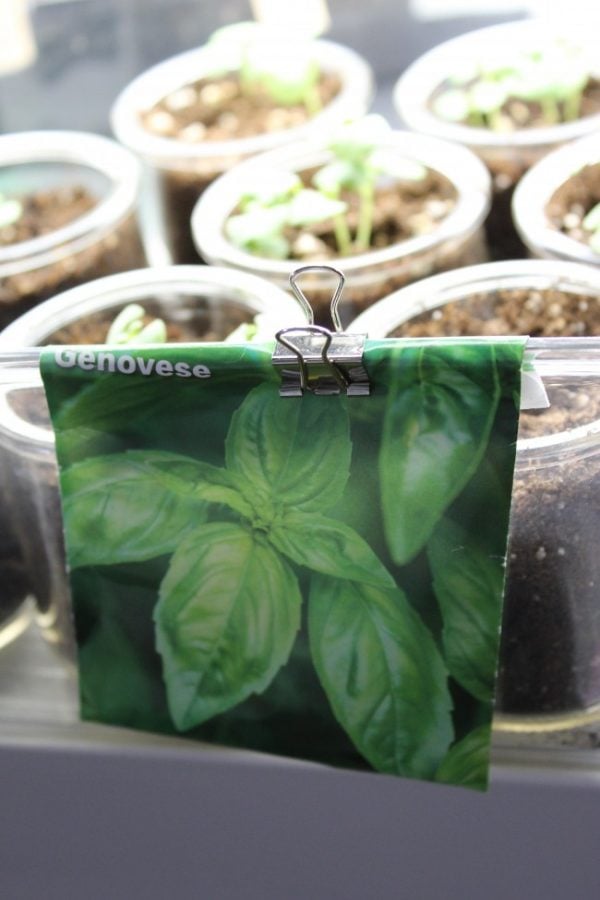 picture of basil seed package