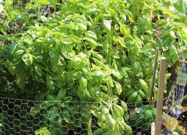 mature basil plants in the garden