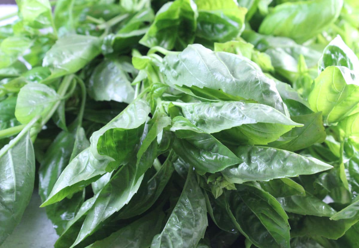 Basil How to dry and store dried basil