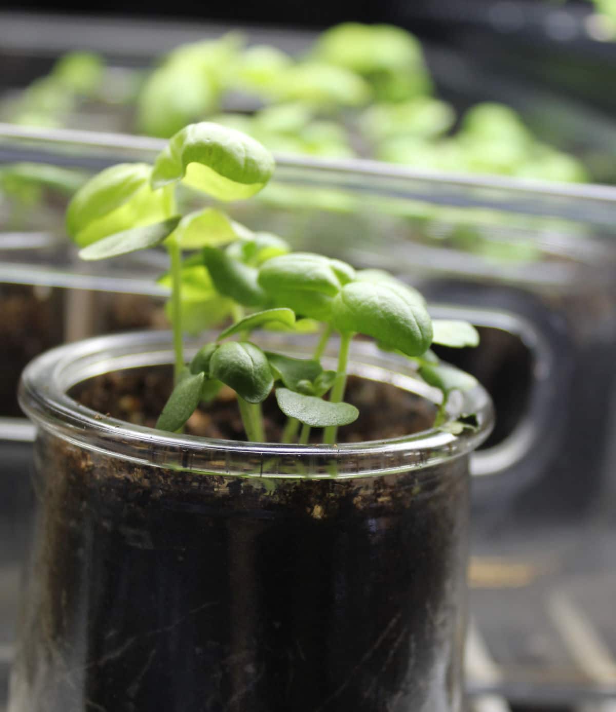 basil seedlings in small glass jar