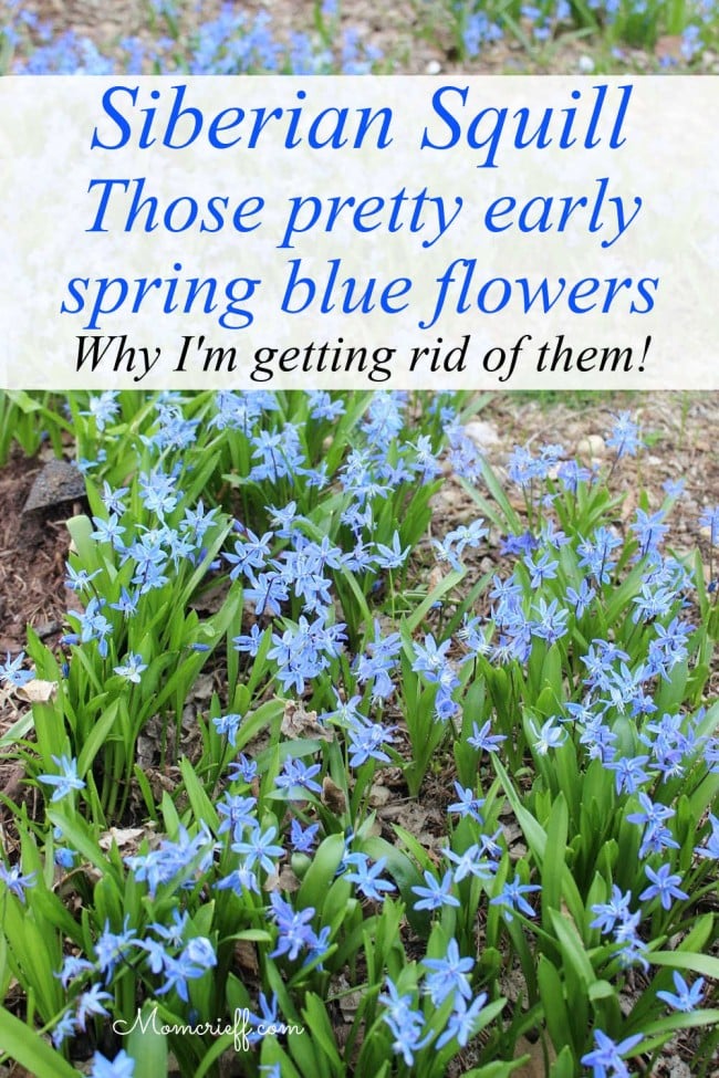 Pretty Spring Blue