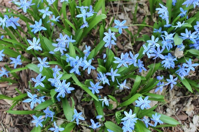 A group of siberian squill